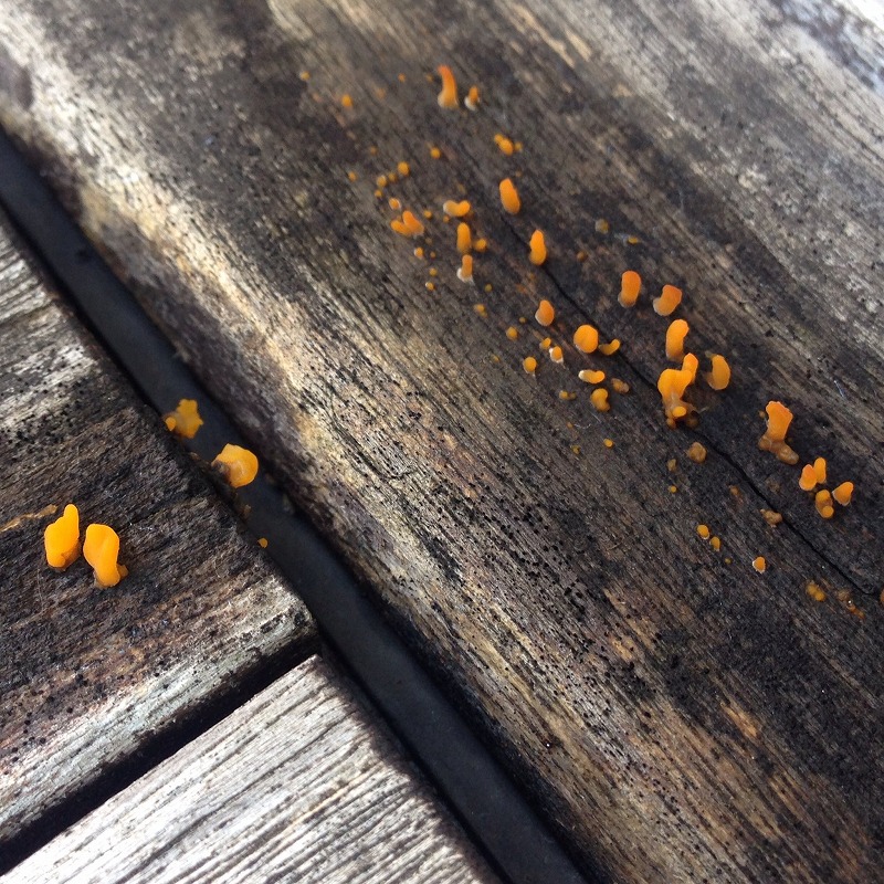 調べてみた カビ きのこ ベランダのウッドデッキに出現したオレンジ色ぷるぷるの正体とは ミニマルライフ